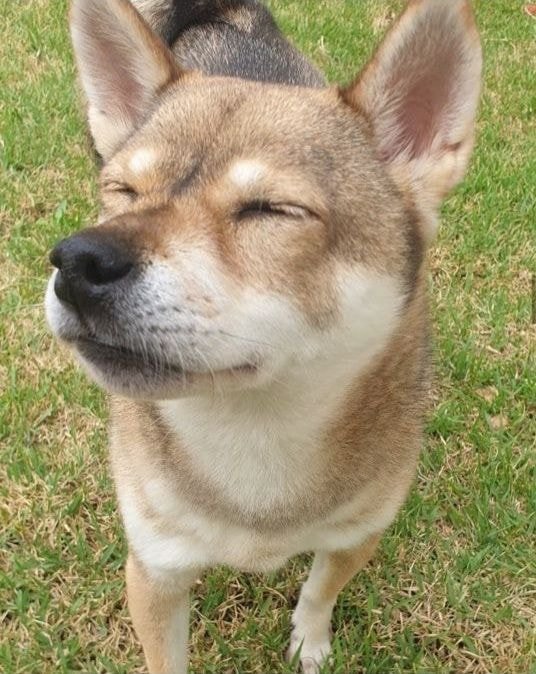 유기견, 유기묘를 입양한 연예인들 | 인스티즈