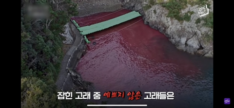 잔인한 고래사냥 전통 | 인스티즈