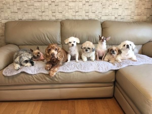 유기견, 유기묘를 입양한 연예인들 | 인스티즈