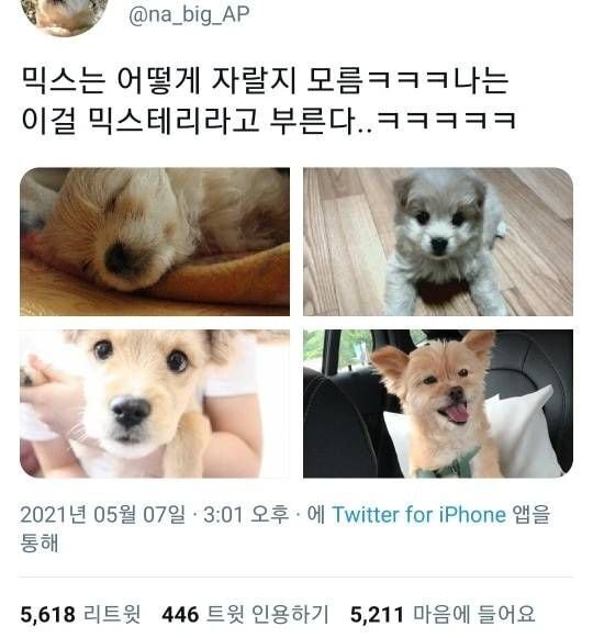 믹스는 어떻게 자랄지 모름ㅋㅋㅋ 나는 이걸 믹스테리라고 부른다..twt | 인스티즈