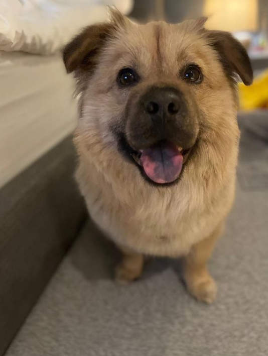 유기견, 유기묘를 입양한 연예인들 | 인스티즈