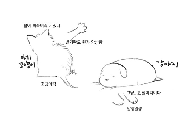 아기 고양이와 강아지 이미지 차이 🐱🐶 | 인스티즈