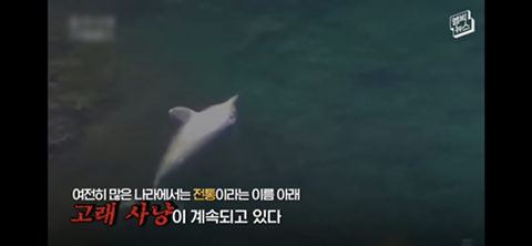 잔인한 고래사냥 전통 | 인스티즈