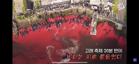 잔인한 고래사냥 전통 | 인스티즈