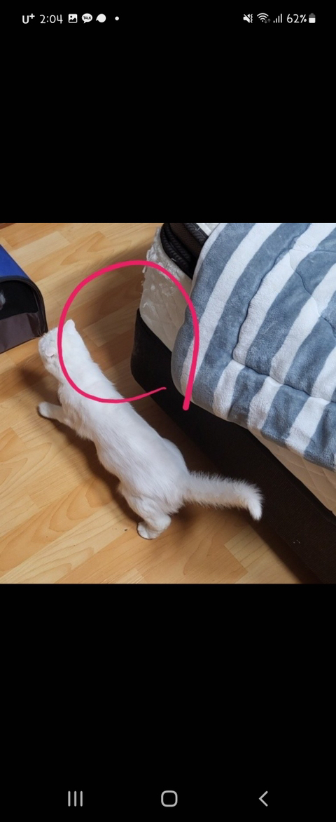고양이 입양해 칼로 난도질한 후 길에 유기 (사진주의) | 인스티즈