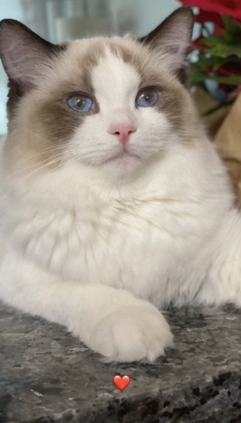 블랙핑크 리사가 키우는 고양이들 | 인스티즈