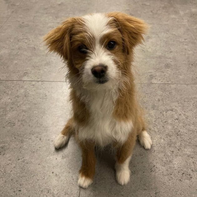 유기견, 유기묘를 입양한 연예인들 | 인스티즈