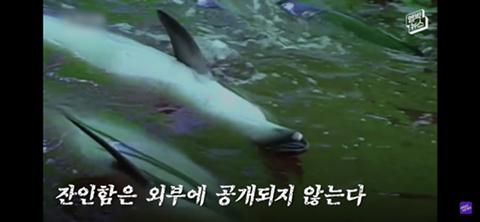 잔인한 고래사냥 전통 | 인스티즈