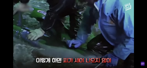 잔인한 고래사냥 전통 | 인스티즈