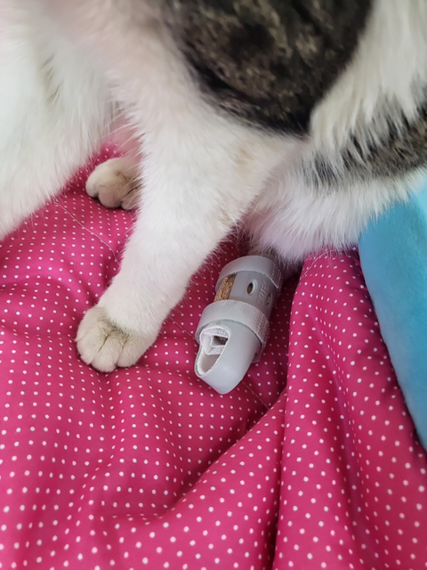 고양이 입양해 칼로 난도질한 후 길에 유기 (사진주의) | 인스티즈