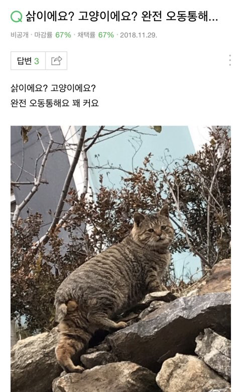 삵이에요? 고양이에요? 완전 오동통해 | 인스티즈