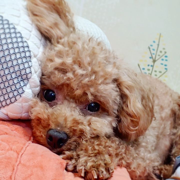 후라이드찍어먹는집 이미지