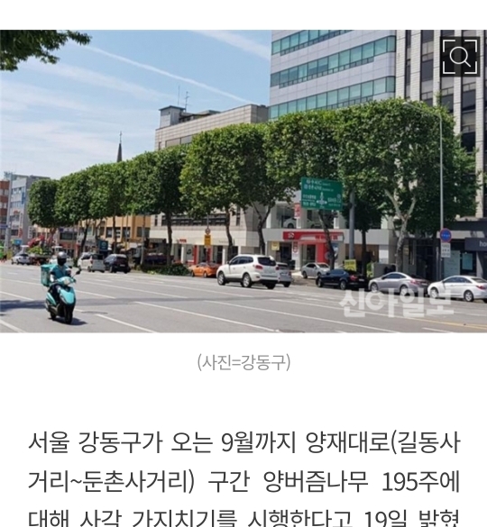 점점 유행인듯한 네모 가로수길.jpg | 인스티즈