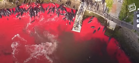 잔인한 고래사냥 전통 | 인스티즈