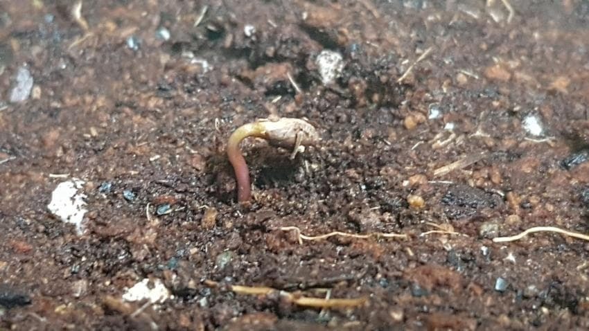 d9316b520a84393f3ff9acd0fa8ce9cc3a9212b2