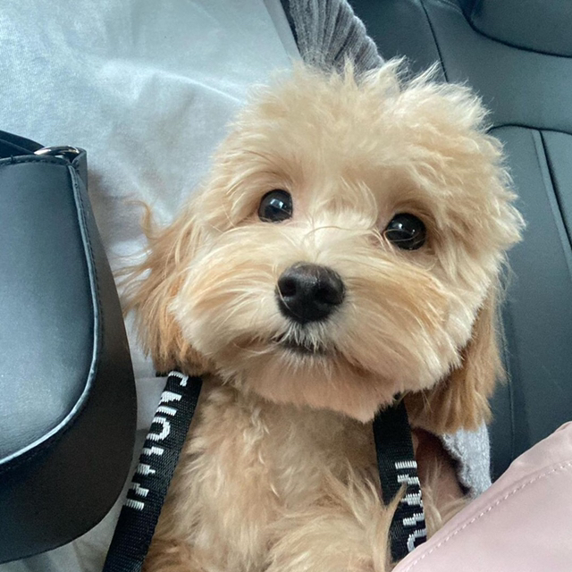 강아지를 찾습니다 | 인스티즈