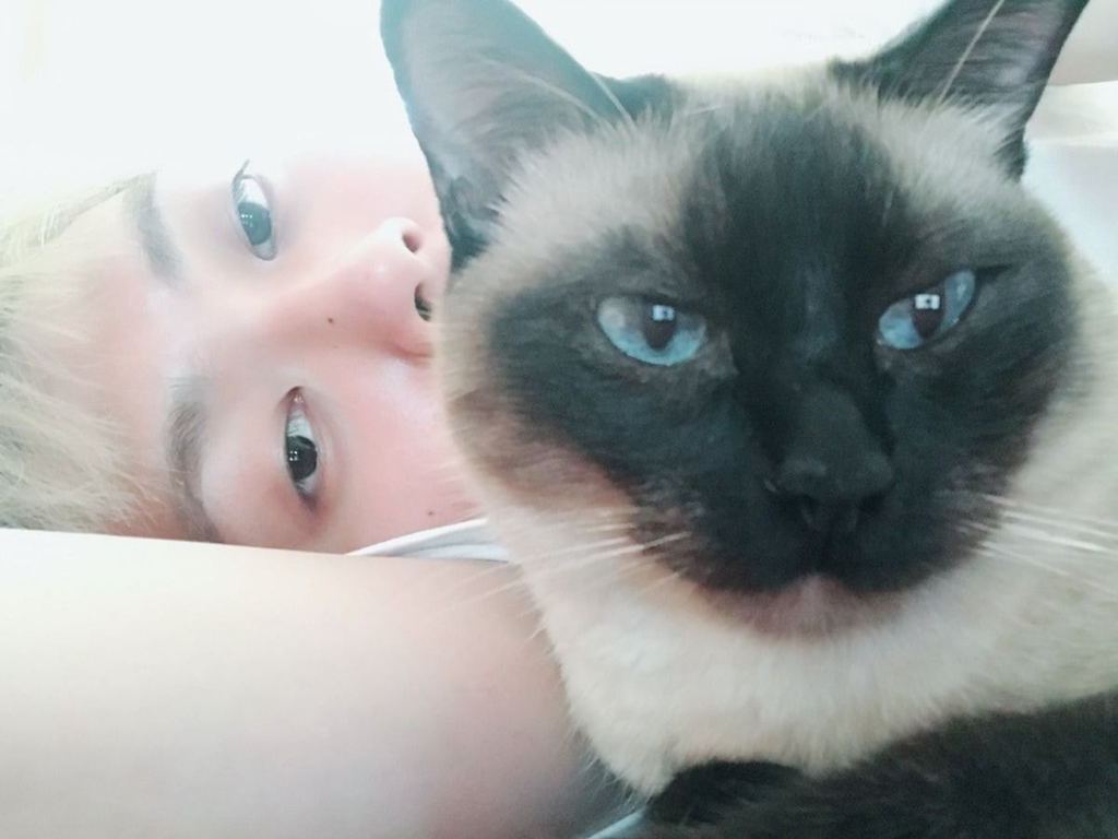 유기견, 유기묘를 입양한 연예인들 | 인스티즈