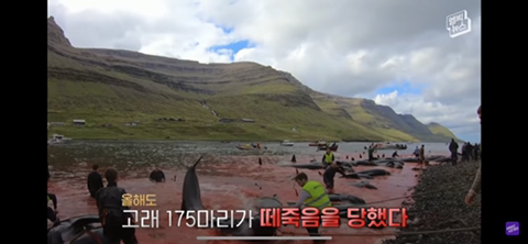 잔인한 고래사냥 전통 | 인스티즈