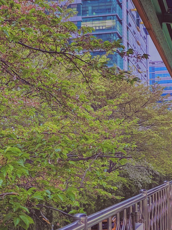 벚꽃 피었다고 하면 일단 냅다 나가서 한번쯤 봐줘야하는 이유..twt | 인스티즈