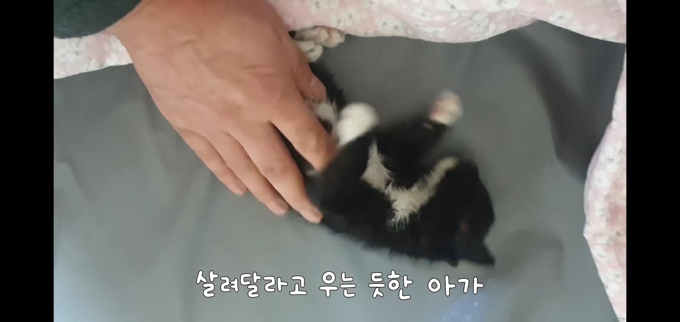 얼어 죽어가던 아기고양이를 녹였더니 ... | 인스티즈