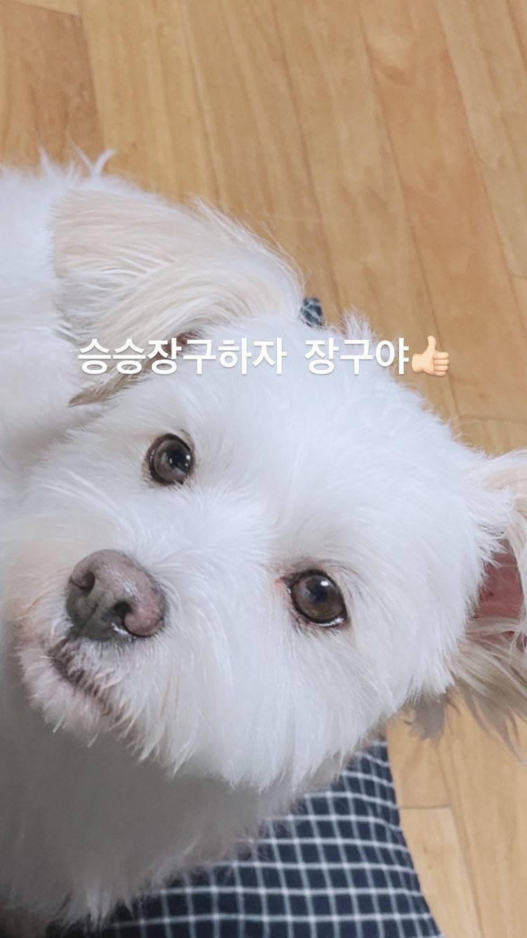 유기견, 유기묘를 입양한 연예인들 | 인스티즈