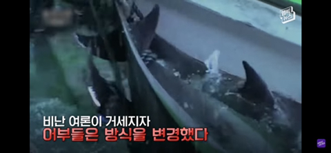 잔인한 고래사냥 전통 | 인스티즈