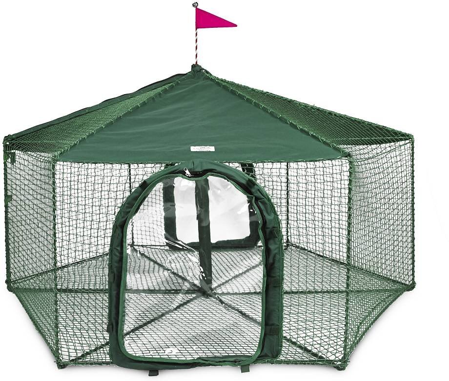 고양이에게 산책영역을 넓혀주고 싶은 집사의 마음 | 인스티즈