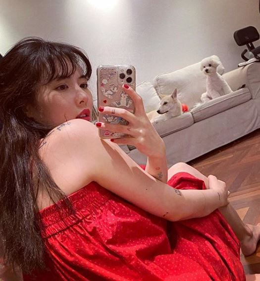 유기견, 유기묘를 입양한 연예인들 | 인스티즈