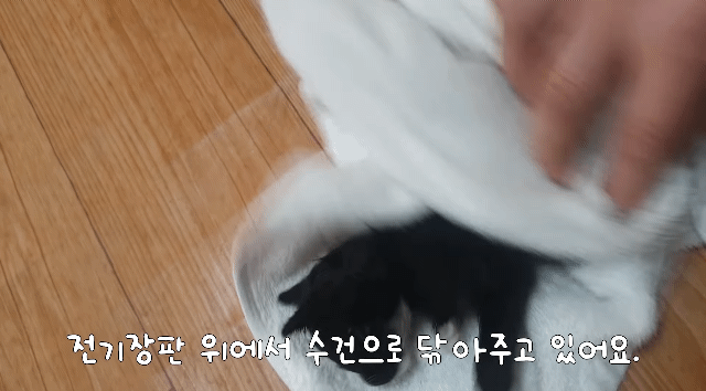 얼어 죽어가던 아기고양이를 녹였더니 ... | 인스티즈