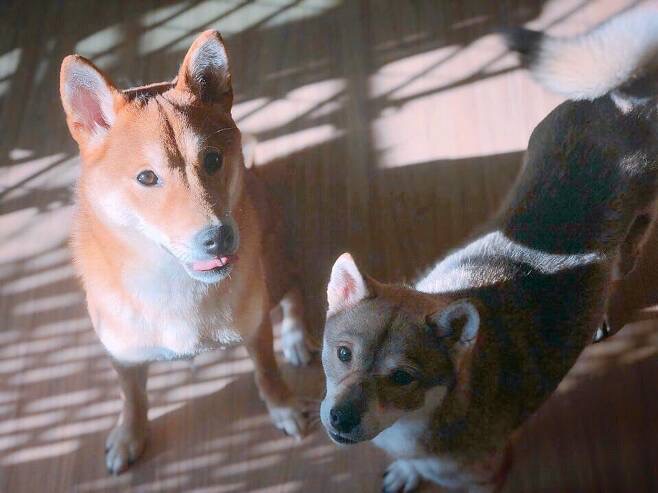 유기견, 유기묘를 입양한 연예인들 | 인스티즈