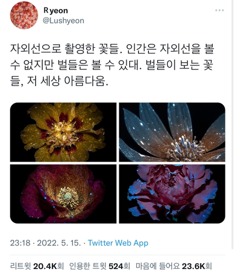 벌이 보는 꽃의 모습 | 인스티즈