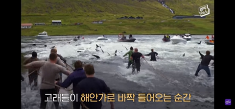 잔인한 고래사냥 전통 | 인스티즈