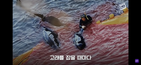 잔인한 고래사냥 전통 | 인스티즈