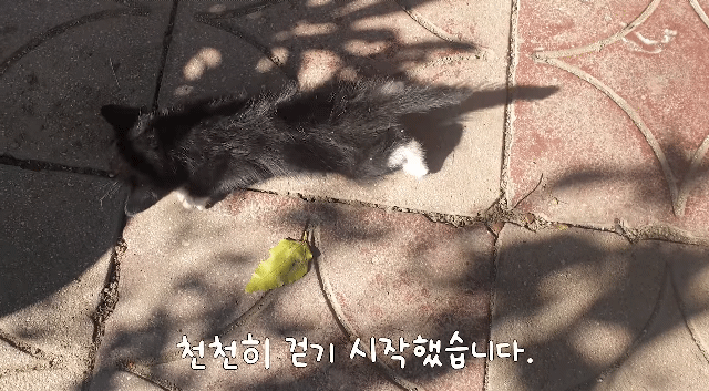 얼어 죽어가던 아기고양이를 녹였더니 ... | 인스티즈