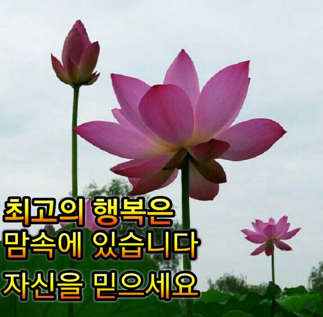 노랑병아리 이미지