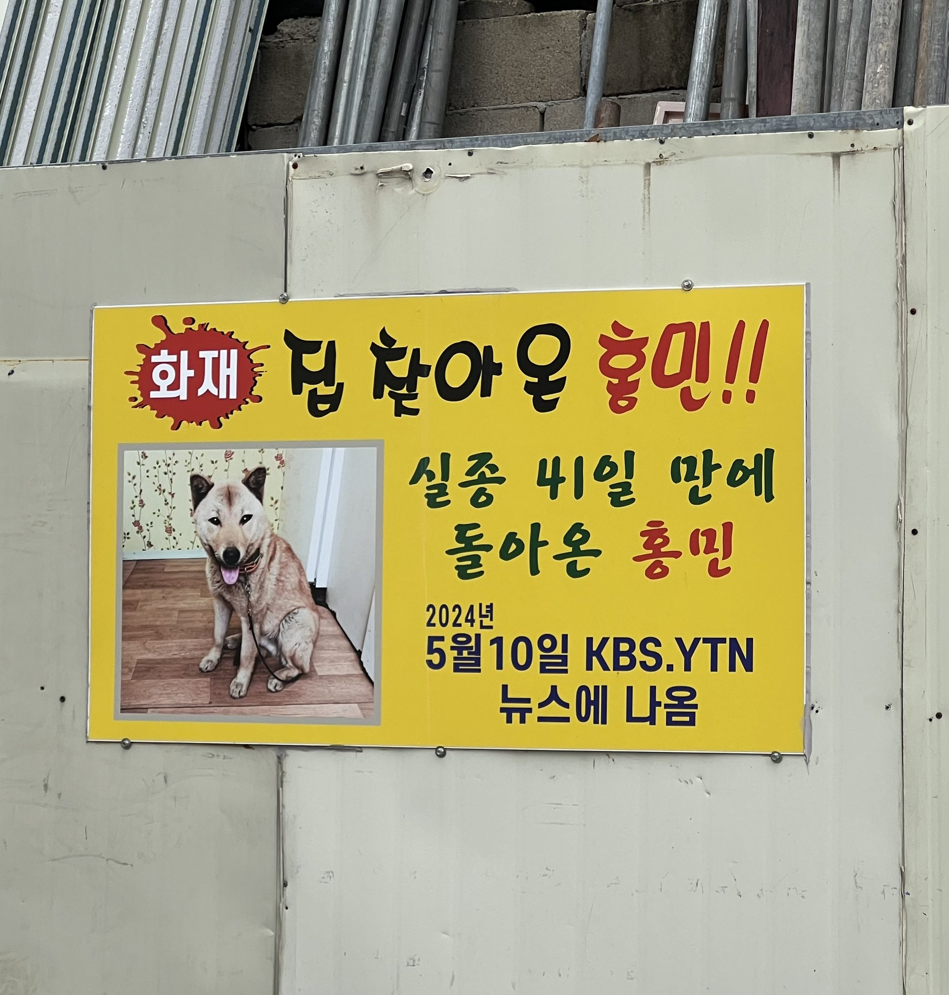 집찾아온 진돗개 홍민이 플랜카드 붙음 ㅋㅋㅋ🐾 | 인스티즈