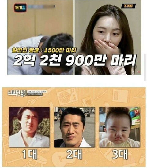 한쪽 유전자가 너무 강하면 생기는 일.jpg | 인스티즈