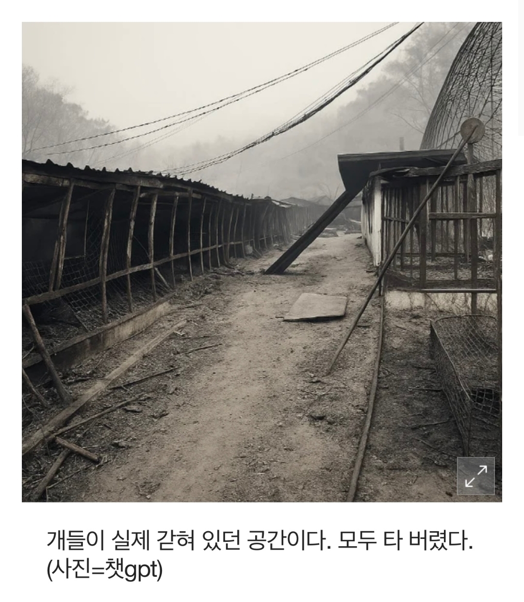 개 700마리 가두고 '홀로 대피한' 주인 나타나 한 말 | 인스티즈