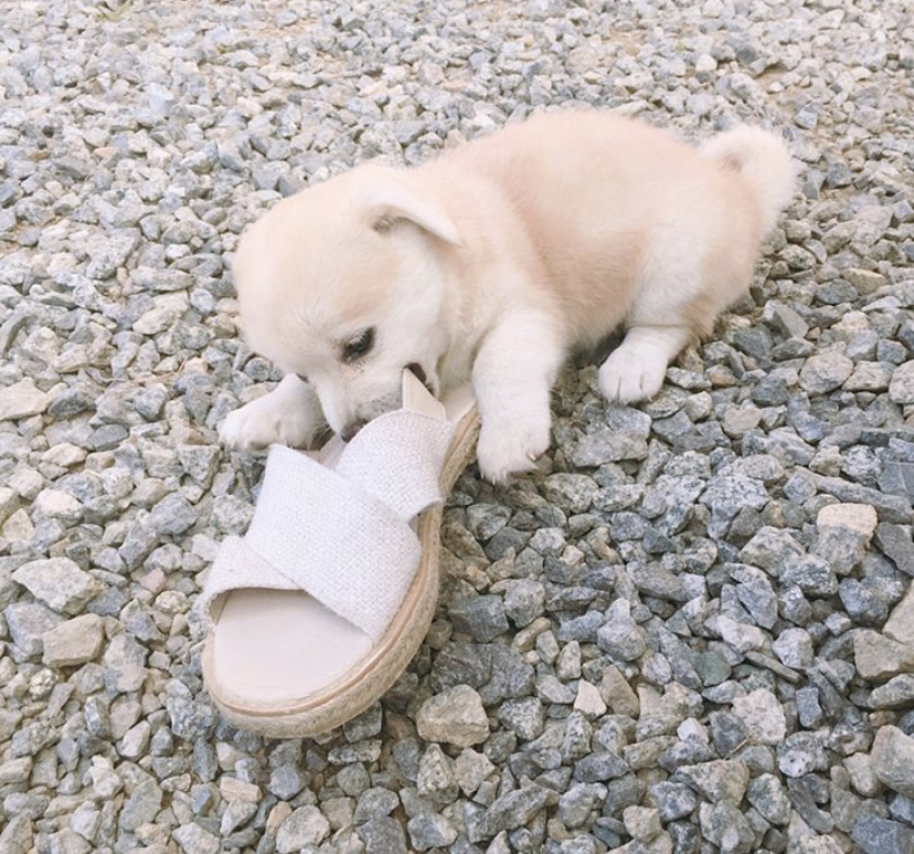 한 때 대한민국에서 모르는 사람이 없던 강아지 | 인스티즈