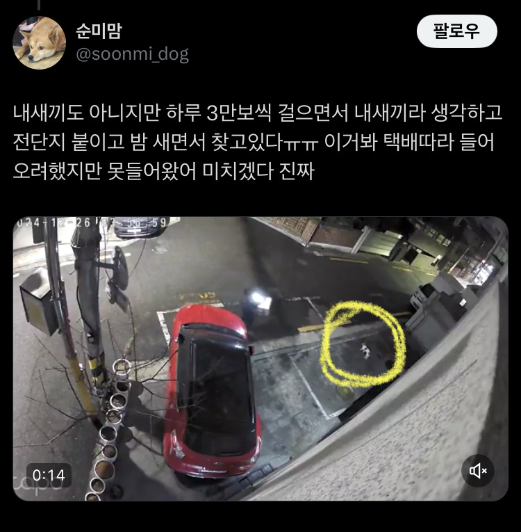 서울 마포구 연남동에서 실종된 강아지.. 새벽에 집 앞까지 왔다가 다시 돌아갔다고 함 ㅠㅠㅠ | 인스티즈