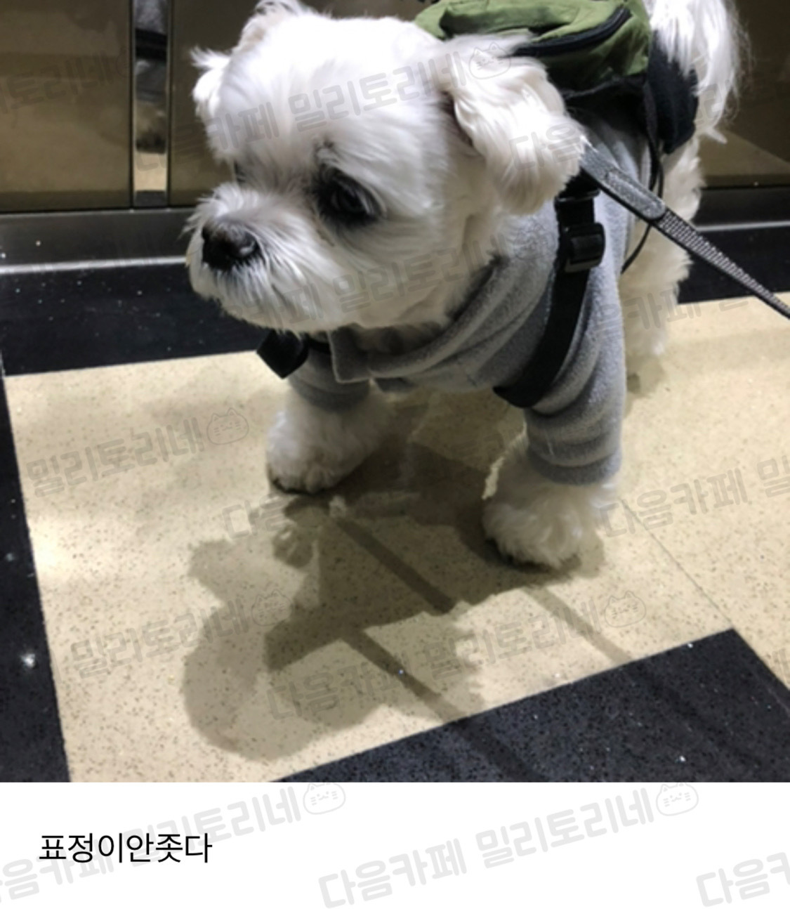 병원가는줄 몰으는 밥오 | 인스티즈