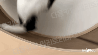 [냥귀염] 우리집 고양이 캣휠 멈추는 방법 몰라서 냅다 엎드림 ㅠ | 인스티즈