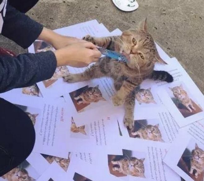 고양이 사라져서 전단지 만들었는데 뿌리기 전에 나타나서 한심하게 쳐다봄 | 인스티즈