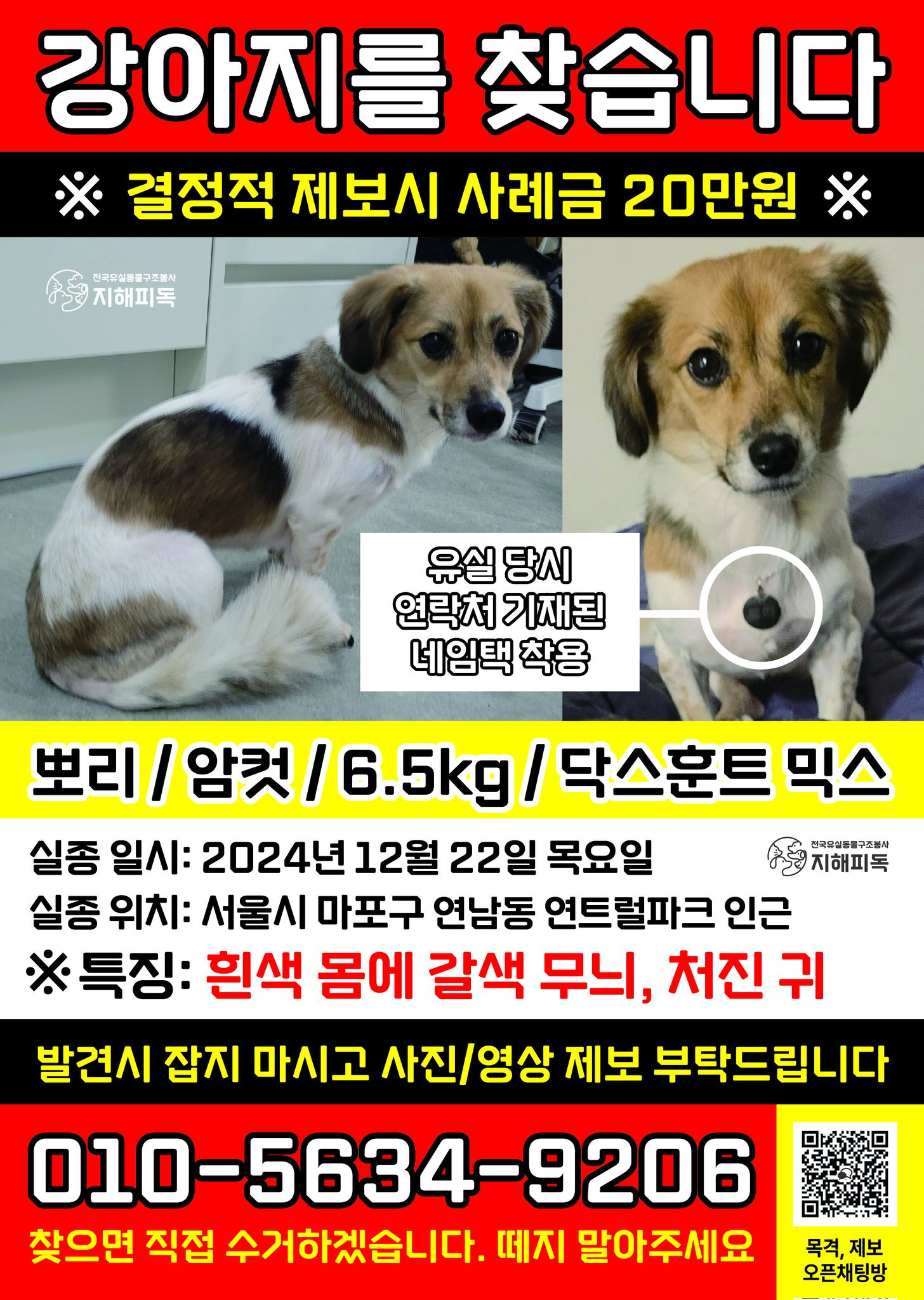 서울 마포구 연남동에서 실종된 강아지.. 새벽에 집 앞까지 왔다가 다시 돌아갔다고 함 ㅠㅠㅠ | 인스티즈