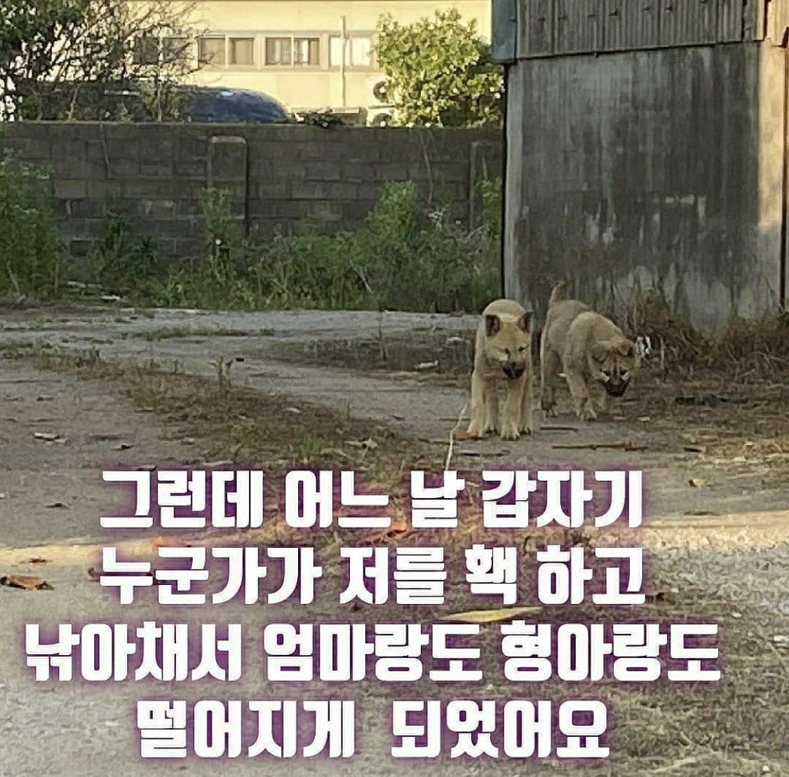심바 이번주 안락사 확정 | 인스티즈