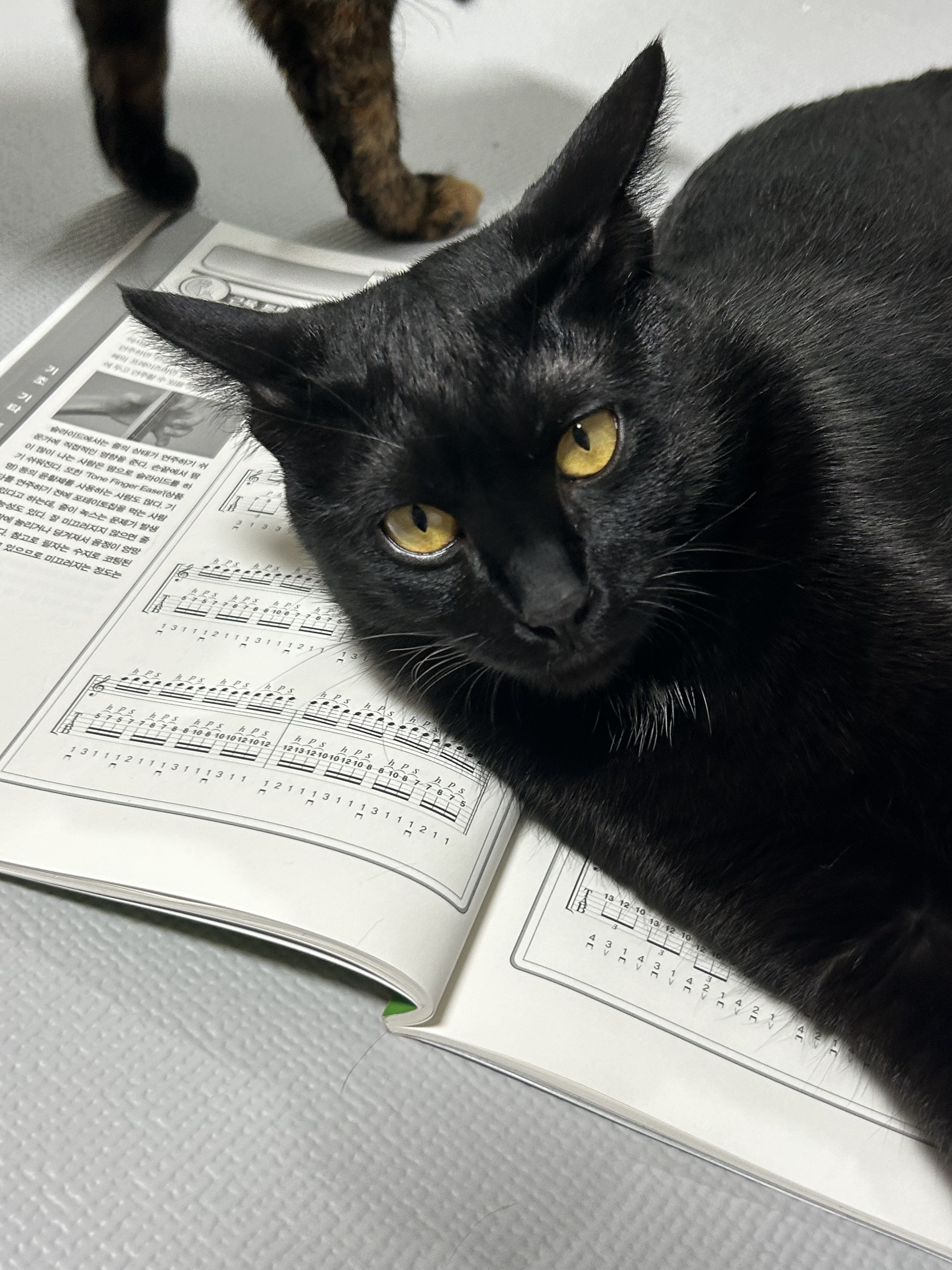 (입홍)✨ 도도한 외모지만 사람이 너무 좋은 개냥이남매 가족을 찾아요 ✨ | 인스티즈