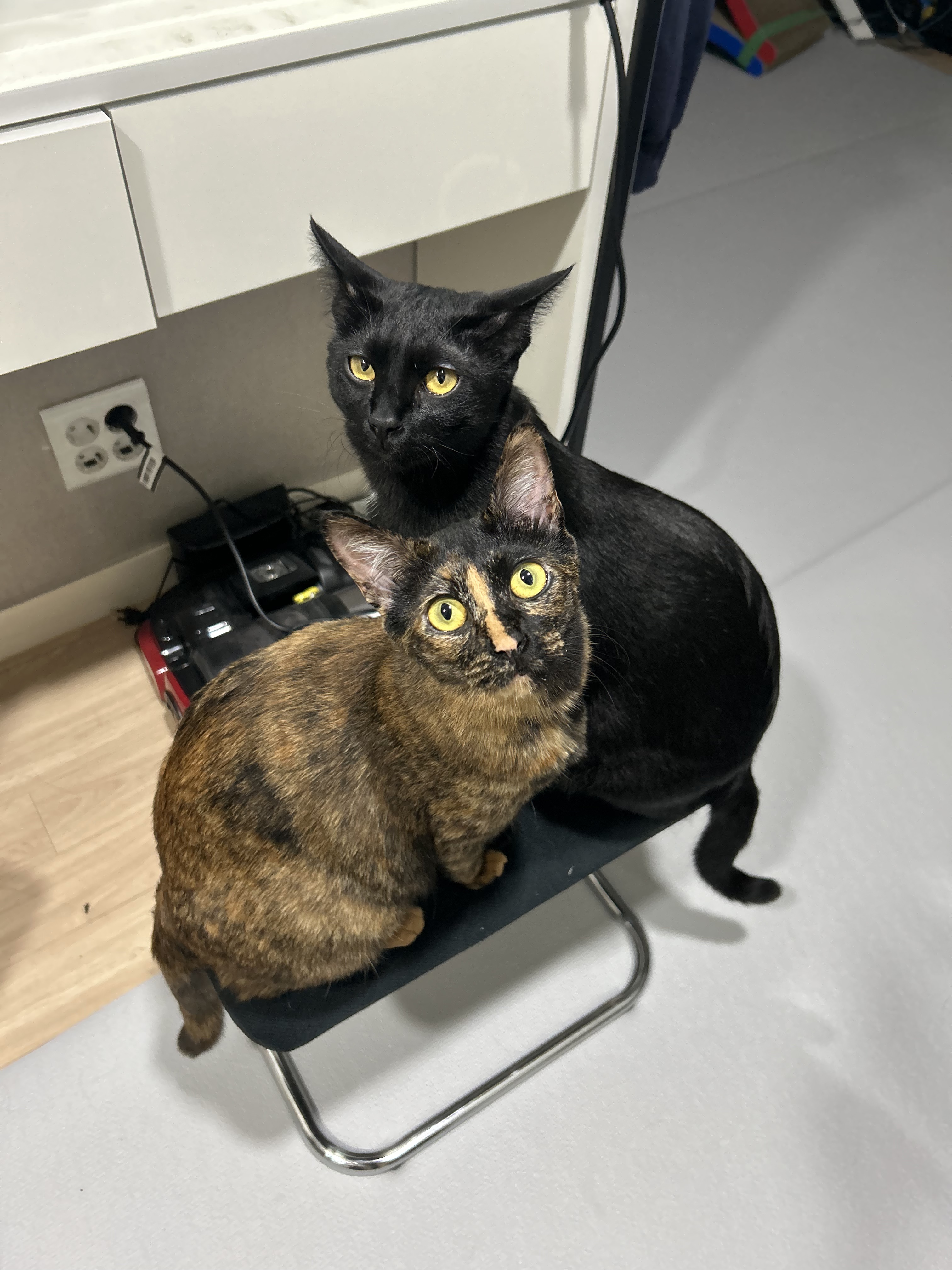 (입홍)✨ 도도한 외모지만 사람이 너무 좋은 개냥이남매 가족을 찾아요 ✨ | 인스티즈