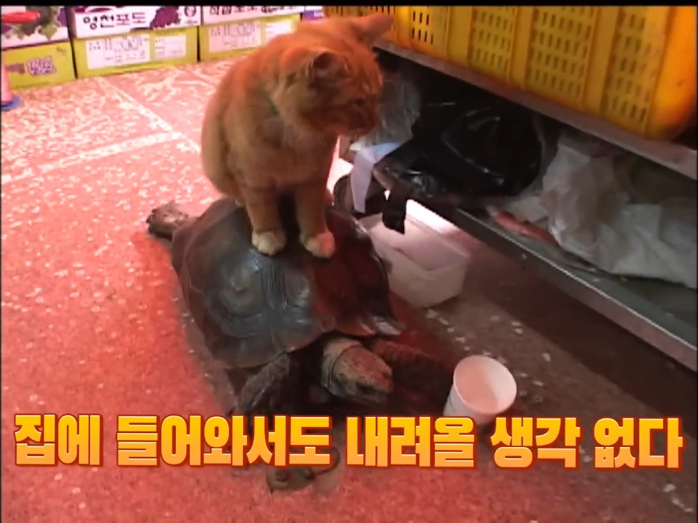 거북이 오너 고양이 | 인스티즈