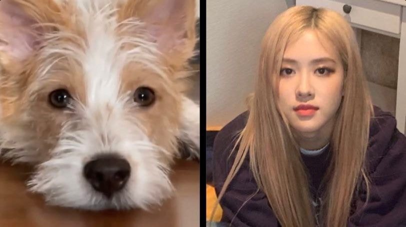 반려견 인스타계정 이름 엄청 고민했던 로제 ㅋㅋㅋ | 인스티즈