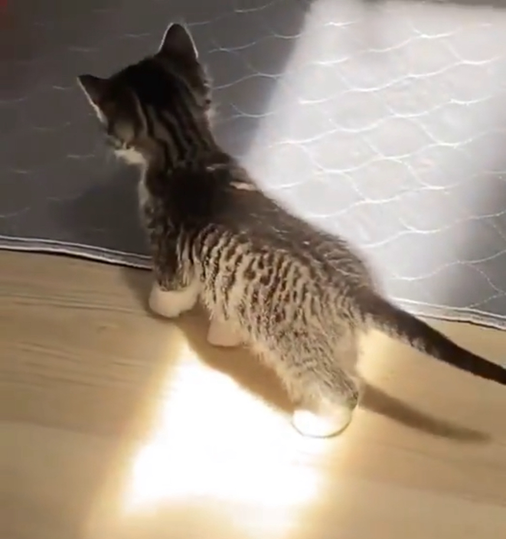 앞발로 만져본 햇살의 촉감이 따사로왔나봐 | 인스티즈